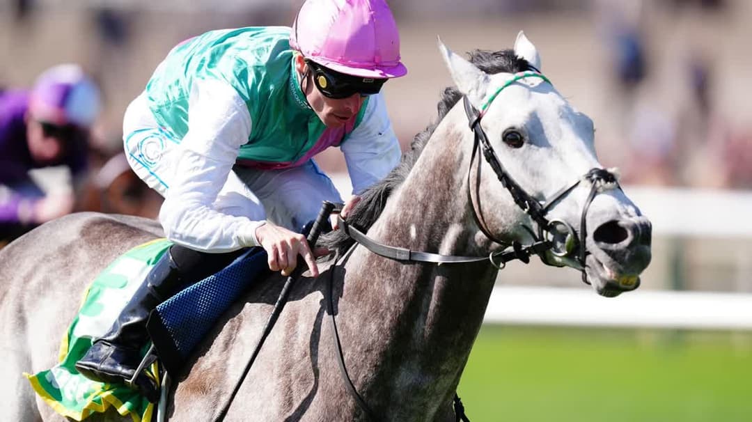 الحصان فيلد أوف جولد