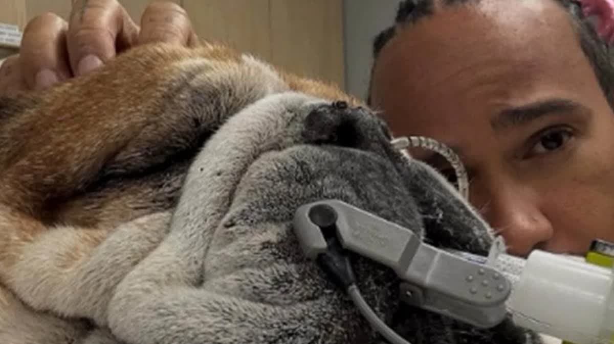 هاميلتون مع كلبه