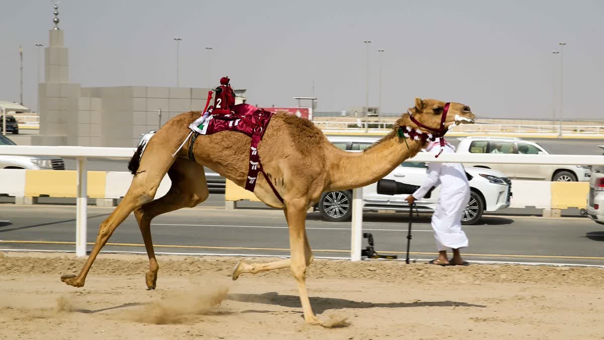 هجن الشيحانية.