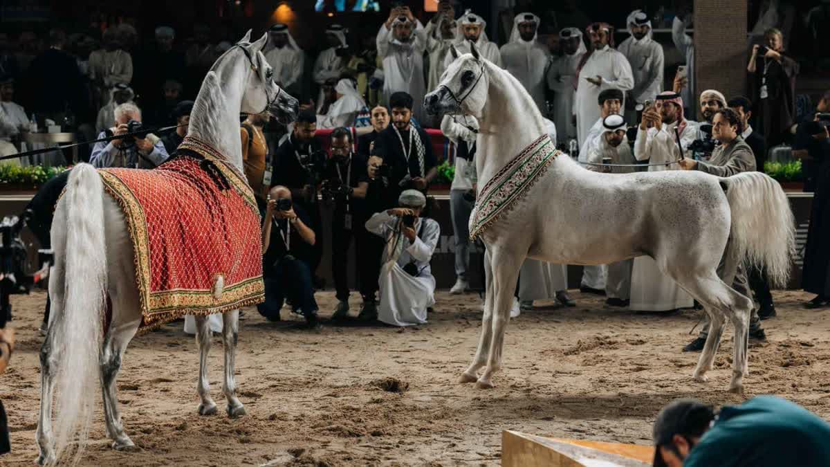 جولة الجياد العربية