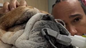 هاميلتون مع كلبه