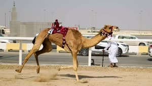 هجن الشيحانية.