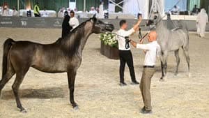 بطولة حائل الدولية لجمال الخيل العربية