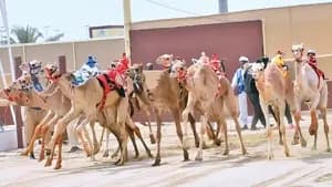 سباق الهجن - قطر 