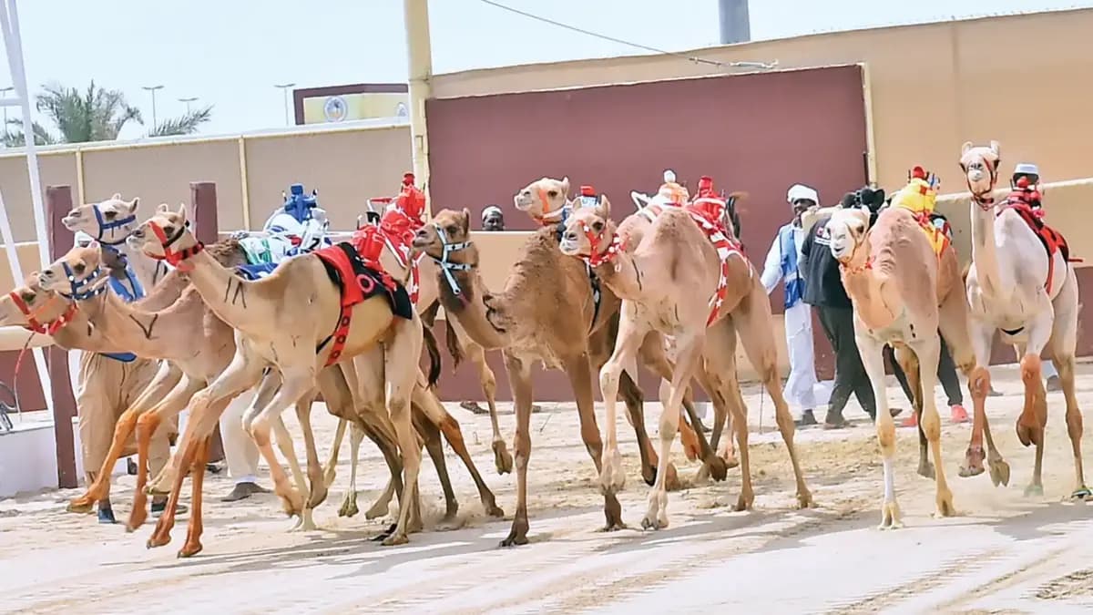 سباق الهجن - قطر 