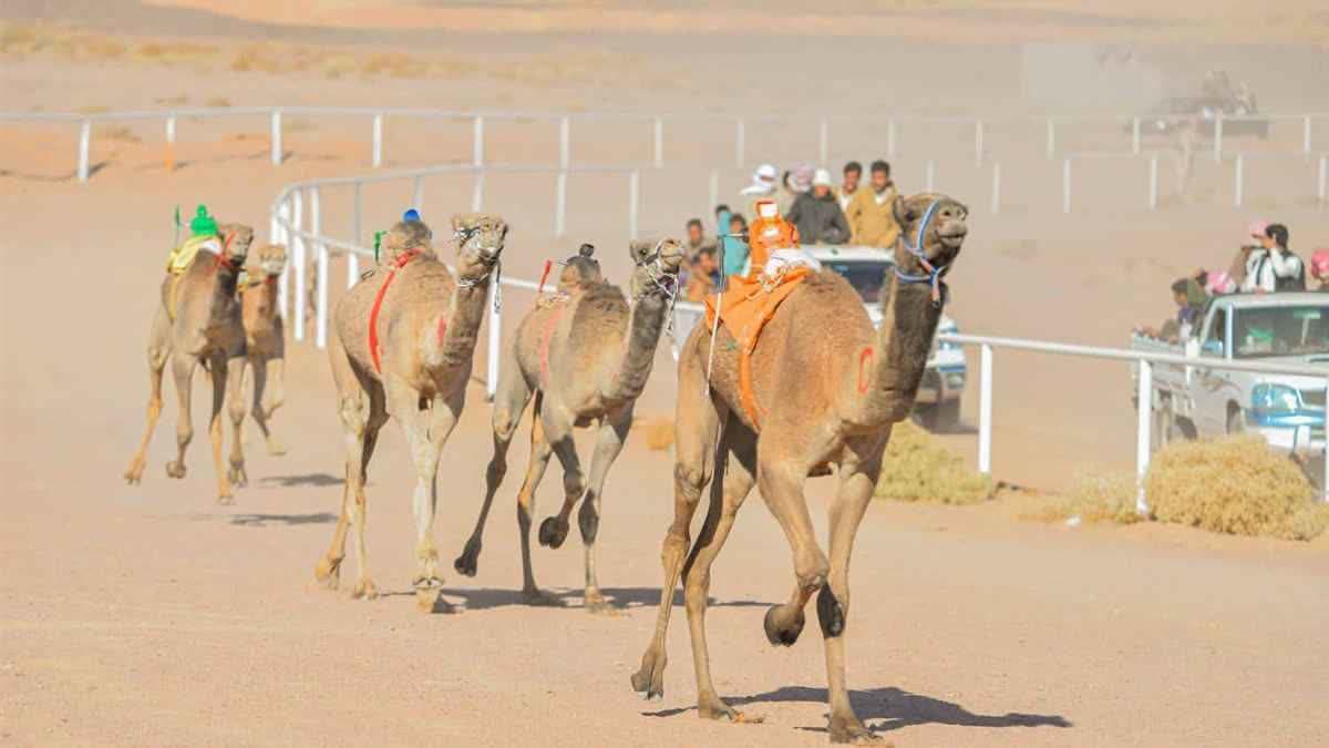 سباق الهجن بنويبع