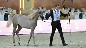 بطولة دبي الدولية للجواد العربي