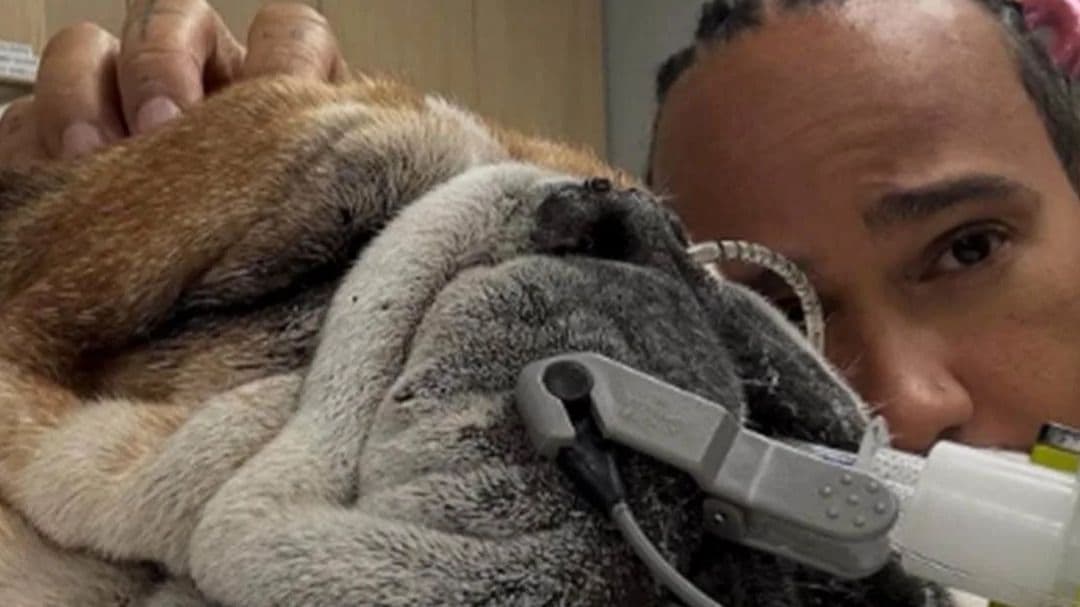 هاميلتون مع كلبه