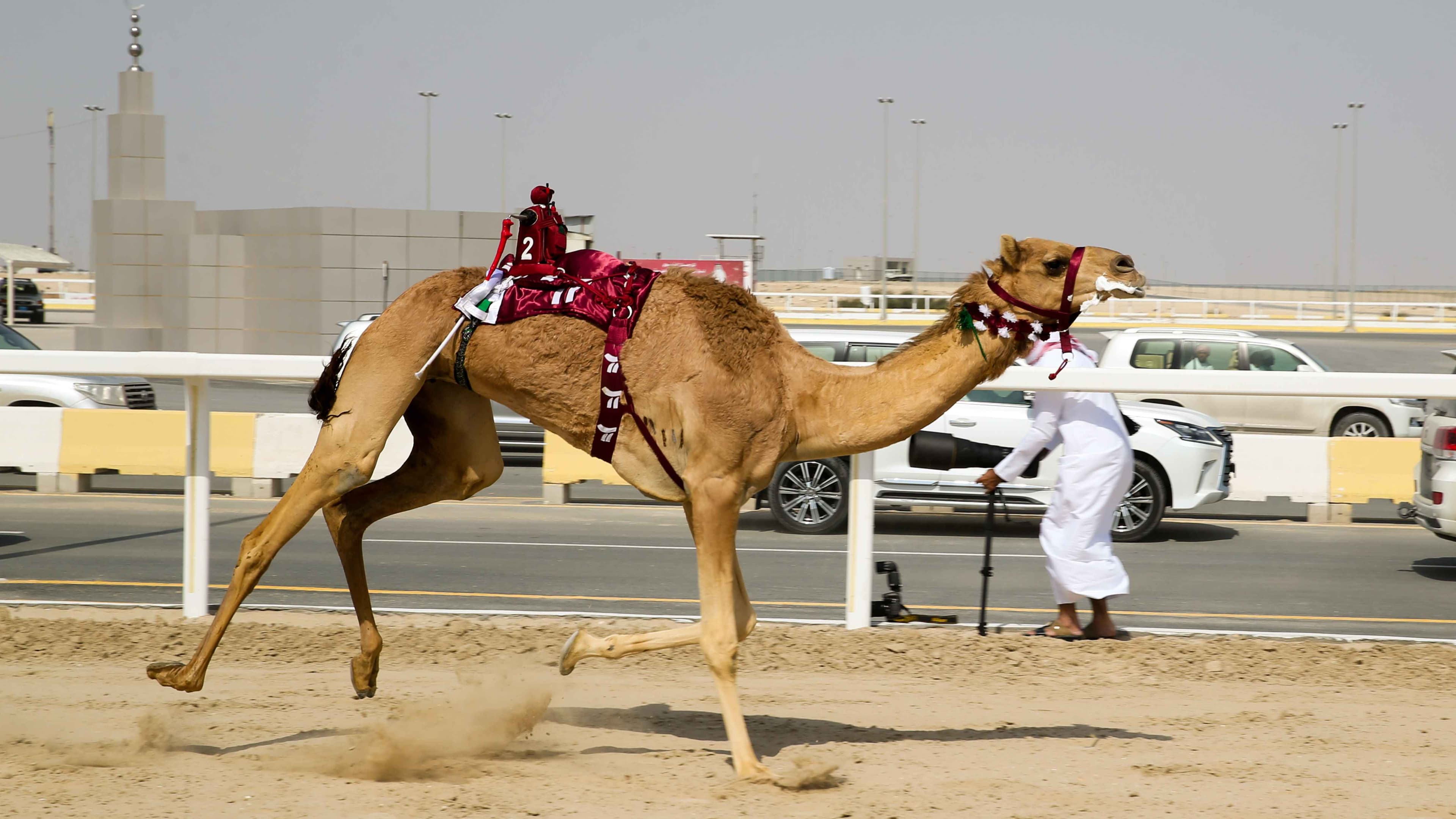 هجن الشيحانية.