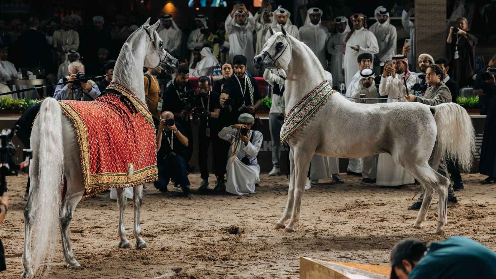 جولة الجياد العربية