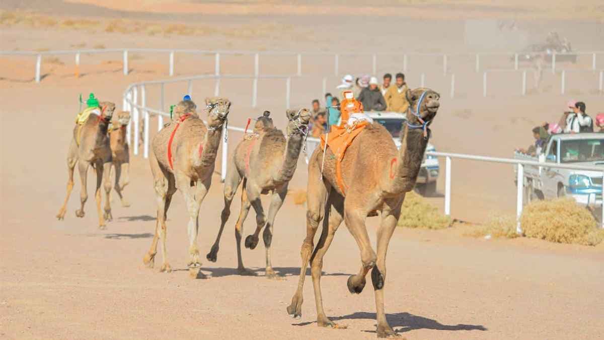 سباق الهجن بنويبع