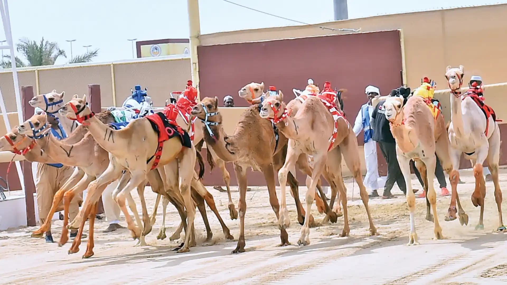 سباق الهجن - قطر