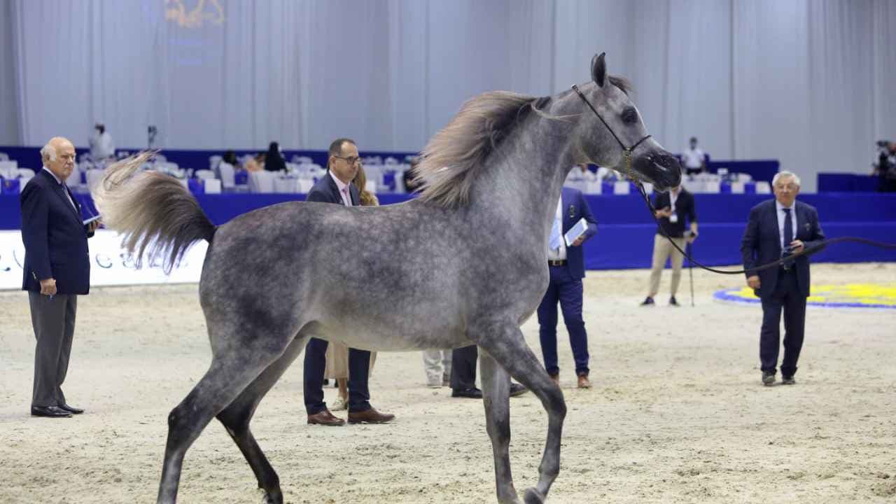 دبي - فروسية